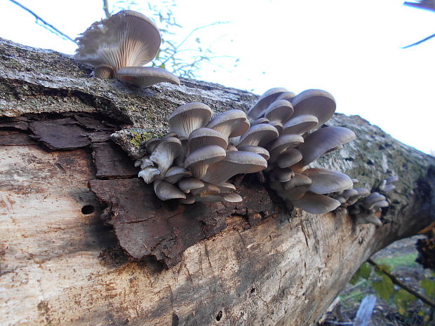 hliva ustricovitá Pleurotus ostreatus (Jacq.) P. Kumm.