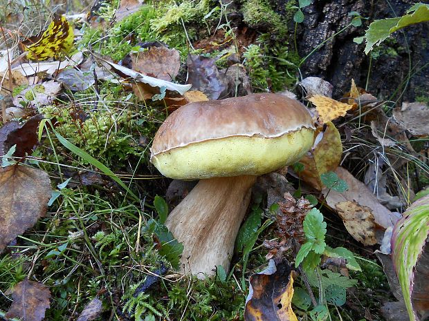 hríb smrekový Boletus edulis Bull.