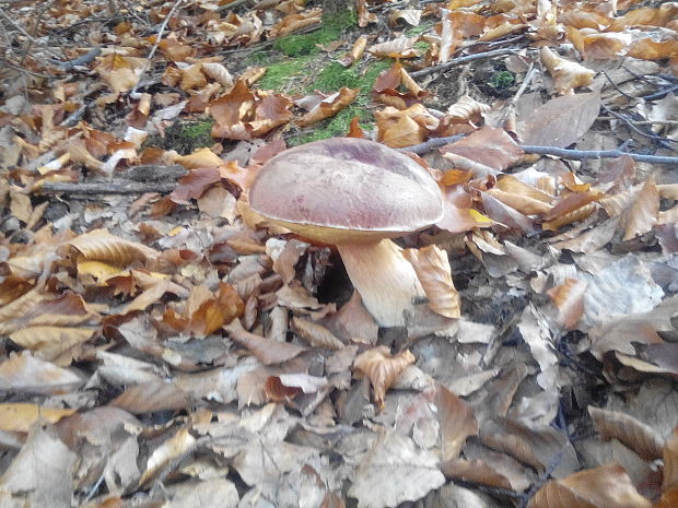 hríb sosnový Boletus pinophilus Pil. et Dermek in Pil.