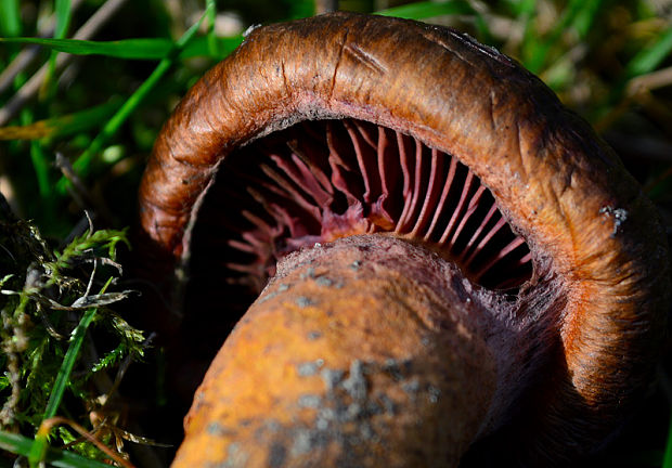 pavučinovec Cortinarius sp.