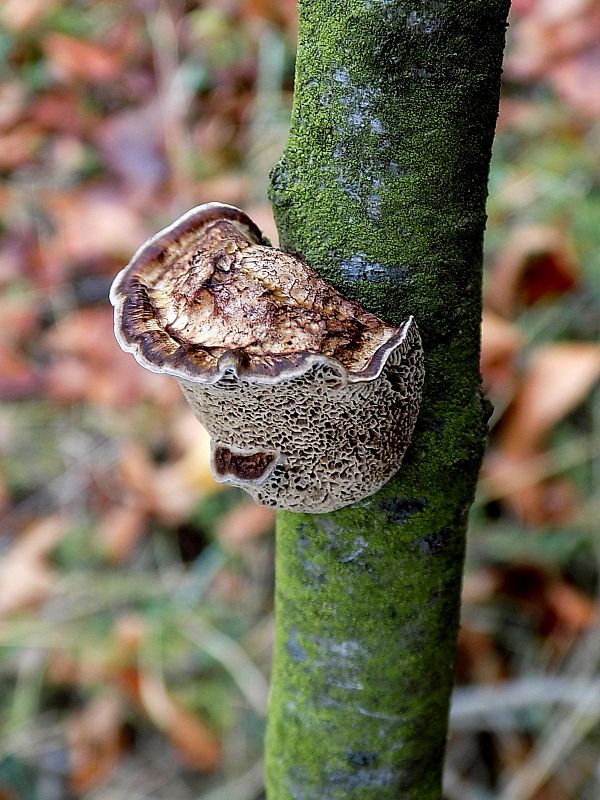 sieťkovček červenkastý Daedaleopsis confragosa (Bolton) J. Schröt.