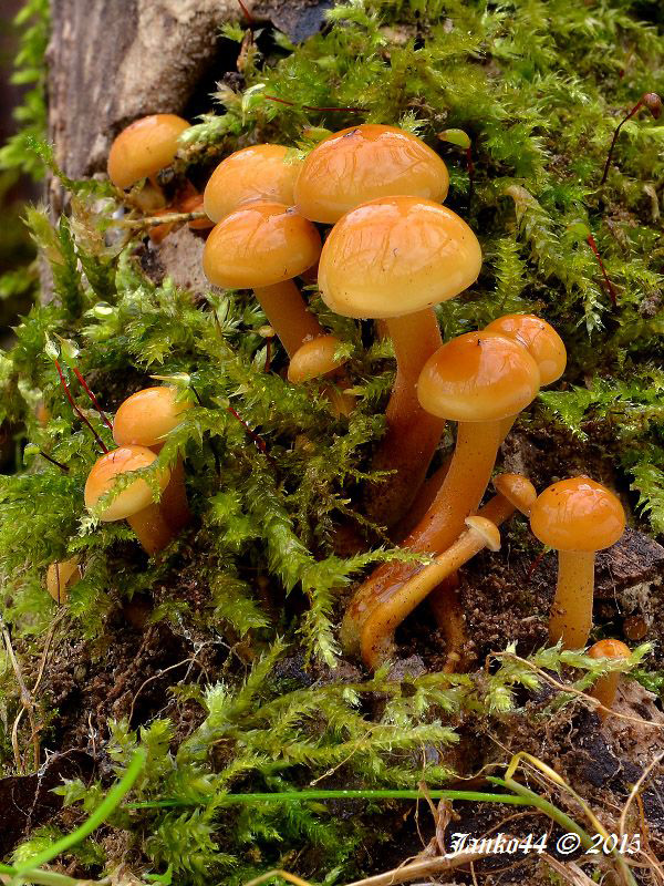 plamienka Flammulina sp.