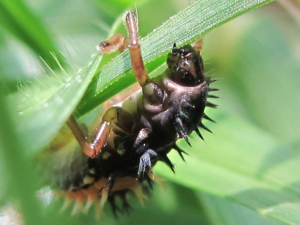 lienka východná Harmonia axyridis