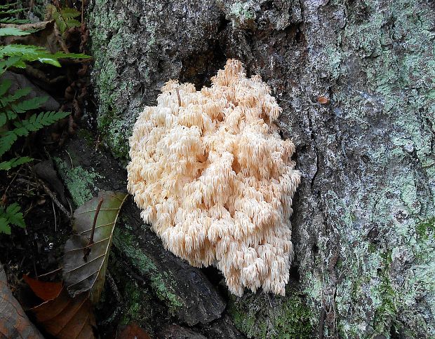 koralovec jedľový Hericium alpestre Pers.