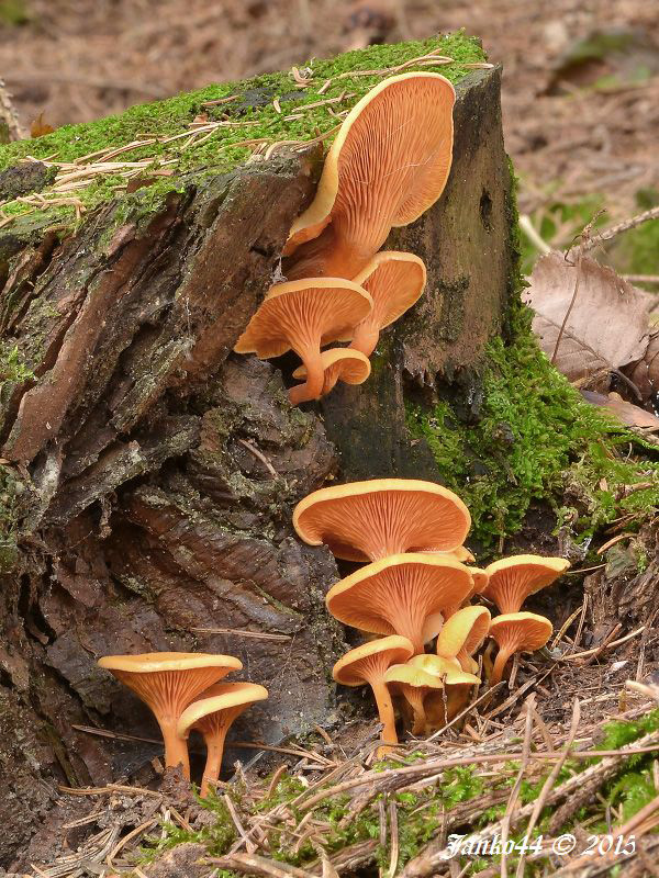 líška oranžová Hygrophoropsis aurantiaca (Wulfen) Maire