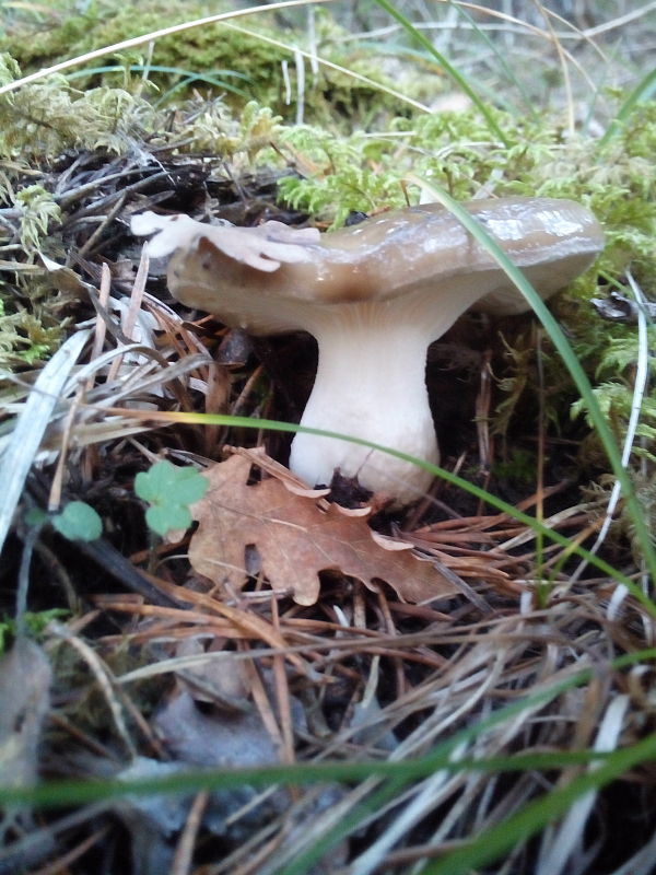 šťavnačka hnedobiela Hygrophorus latitabundus Britzelm.