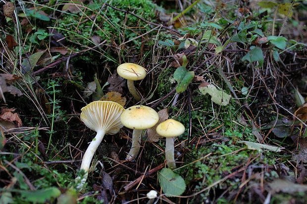 šťavnačka smrekovcová Hygrophorus lucorum Kalchbr.