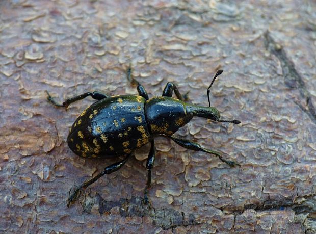 tvrdoň deväťsilový Liparus glabrirostris