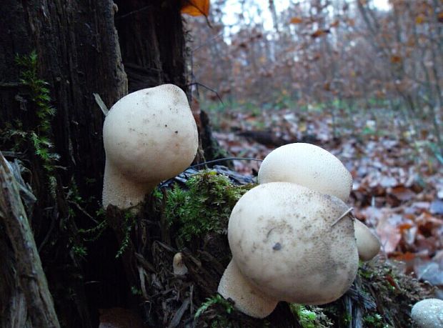 prášnica hruškovitá zahrotená Lycoperdon pyriforme var. acuminatum (Bosc) F. Šmarda