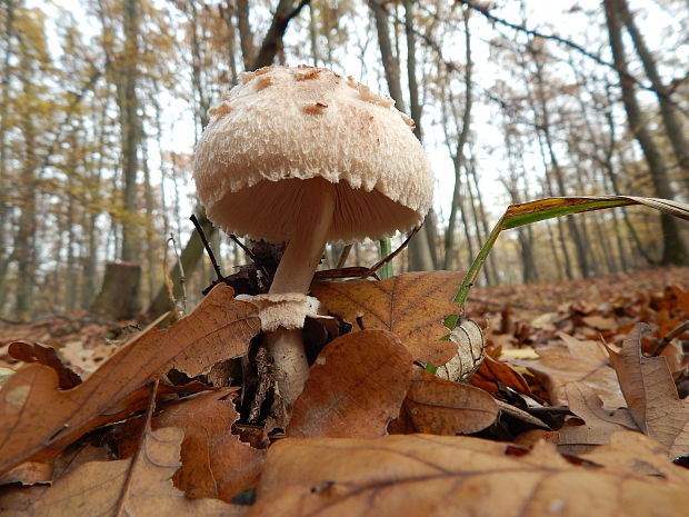 bedľa Macrolepiota sp.