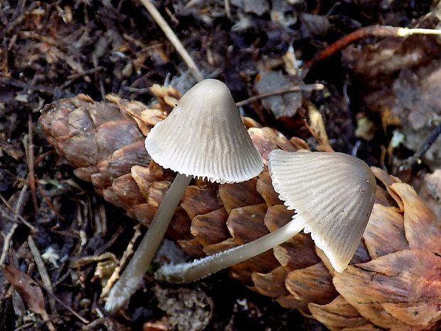 prilbička Mycena sp.