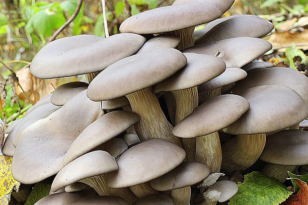 hliva ustricovitá Pleurotus ostreatus (Jacq.) P. Kumm.