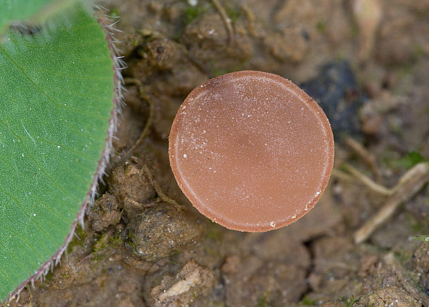 hľuznatka ďatelinová Sclerotinia trifoliorum Erikss.