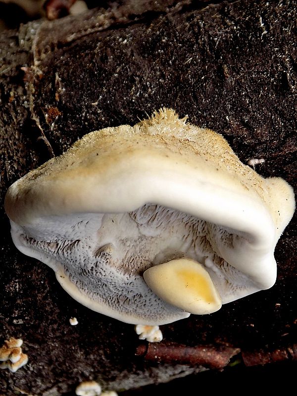 trúdnikovec chlpatý Trametes hirsuta (Wulfen) Lloyd