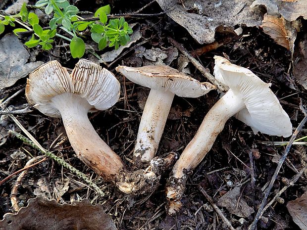 čírovka topoľová Tricholoma populinum J.E. Lange