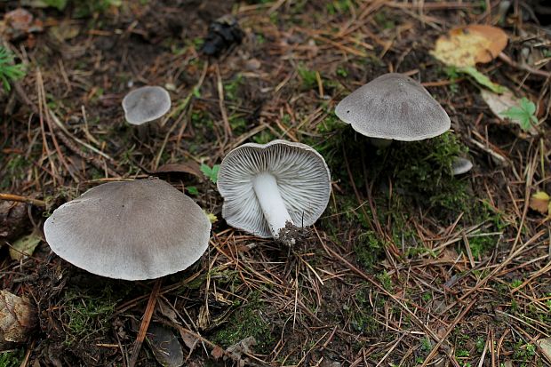 čírovka zemná Tricholoma terreum (Schaeff.) P. Kumm.