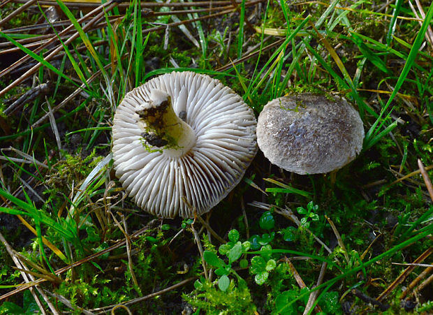 čírovka zemná Tricholoma terreum (Schaeff.) P. Kumm.