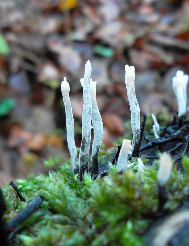 drevnatec parohatý Xylaria hypoxylon (L.) Grev.