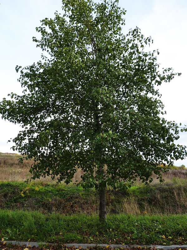 Nahuby.sk - Fotografia - jelša srdcovitá Alnus cordata (Loisel.) Desf.