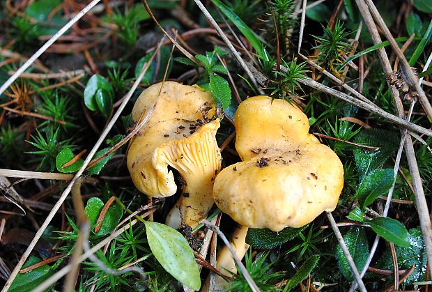 kuriatko jedlé Cantharellus cibarius Fr.