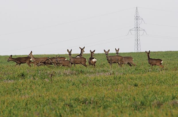 srna lesna Capreolus capreolus