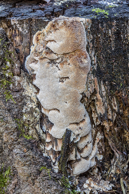 voskopórovček Ceriporiopsis sp.