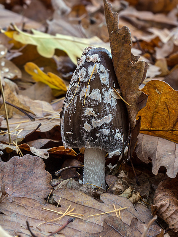 hnojník strakatý Coprinopsis picacea (Bull.) Redhead, Vilgalys & Moncalvo