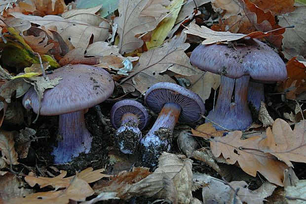 pavučinovec modrý Cortinarius caerulescens ? (Schaeff.) Fr.