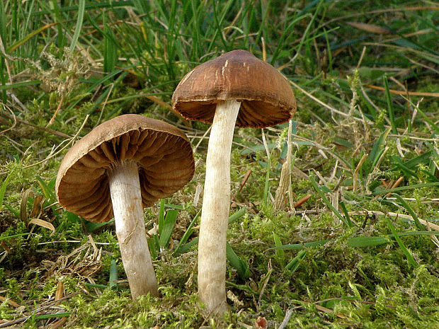 pavučinovec Cortinarius sp.