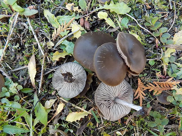 hodvábnica Entoloma sp.