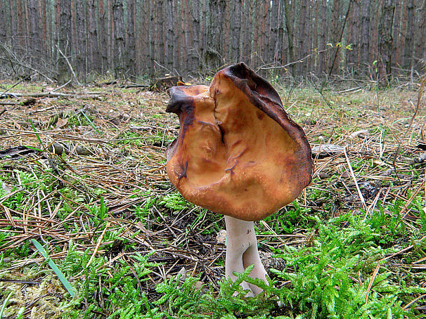 ušiak mitrovitý Gyromitra infula (Schaeff.) Quél.