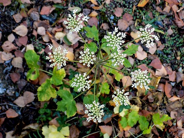 boľševník borščový Heracleum sphondylium L.