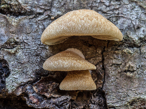 lastúrka Hohenbuehelia sp.?