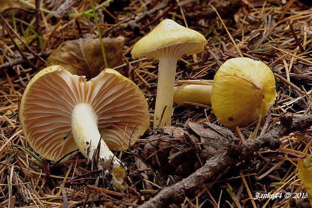 šťavnačka smrekovcová Hygrophorus lucorum Kalchbr.