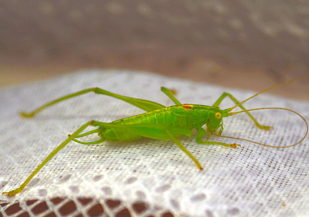 kobylka dubová- nymfa, samec Meconema thalassinum  (Tettigoniidae)