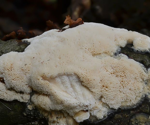 ostropórovec nížinný Oxyporus latemarginatus (Durieu & Mont.) Donk