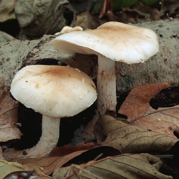 šupinovka hlinovookrová Pholiota lenta (Pers.) Singer