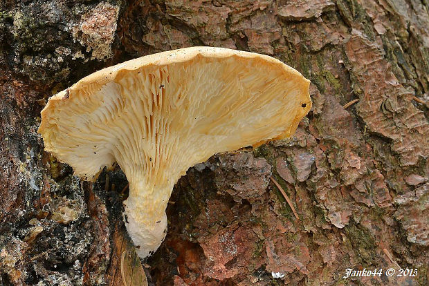 hliva dubová Pleurotus dryinus (Pers.) P. Kumm.