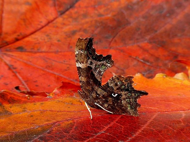 babôčka zubatokrídla (sk) / babočka bílé C (cz) Polygonia c-album Linnaeus, 1758