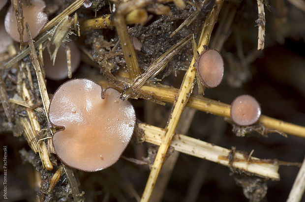 chlpanka trusová Pseudombrophila merdaria (Fr.) Brumm.