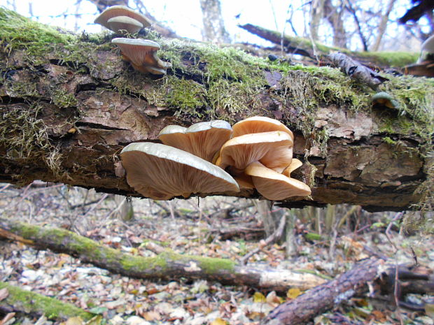 pňovka neskorá Sarcomyxa serotina (Pers.) P. Karst.