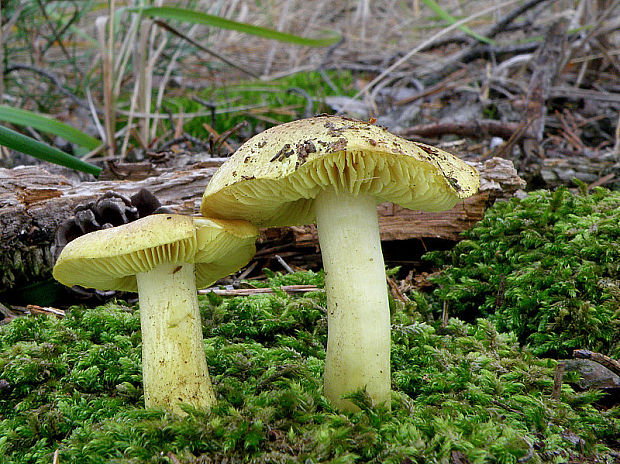 čírovka zelenkastá Tricholoma equestre (L.) P. Kumm.