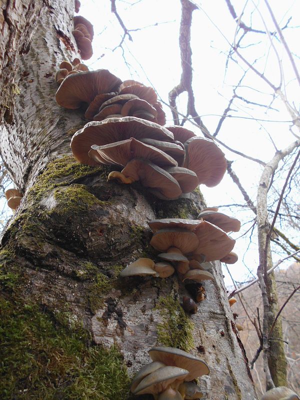 pňovka neskorá Sarcomyxa serotina (Pers.) P. Karst.