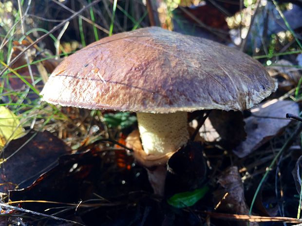 masliak obyčajný Suillus luteus (L.) Roussel