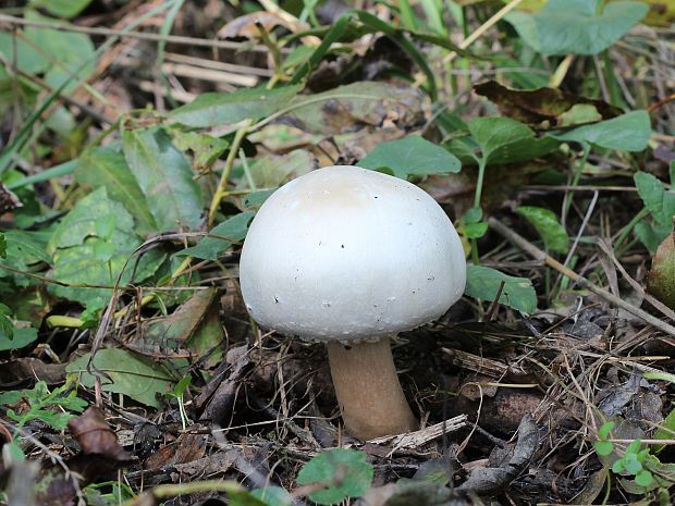 pečiarka Agaricus sp Bon