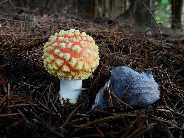 muchotrávka červená Amanita muscaria (L.) Lam.