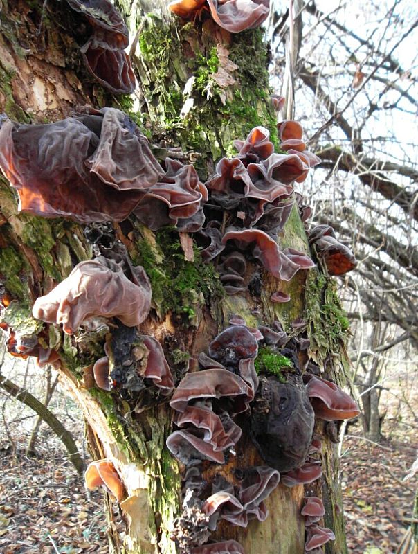 uchovec bazový Auricularia auricula-judae (Bull.) Quél.