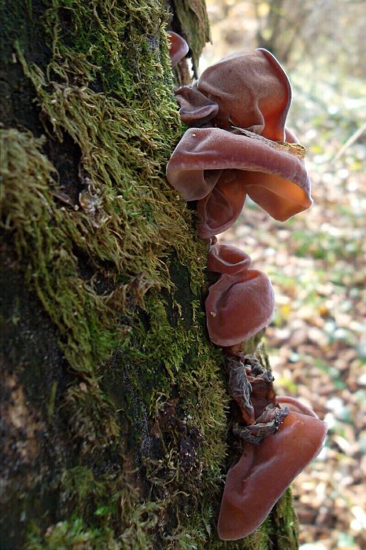 uchovec bazový Auricularia auricula-judae (Bull.) Quél.