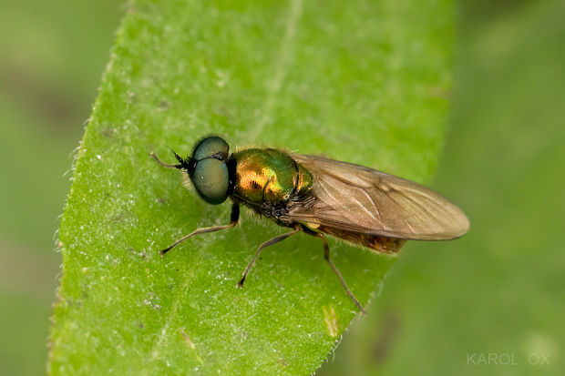 bránivka zelenkastá Chloromyia formosa