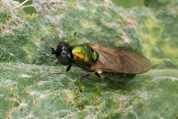 bránivka zelenkastá Chloromyia formosa